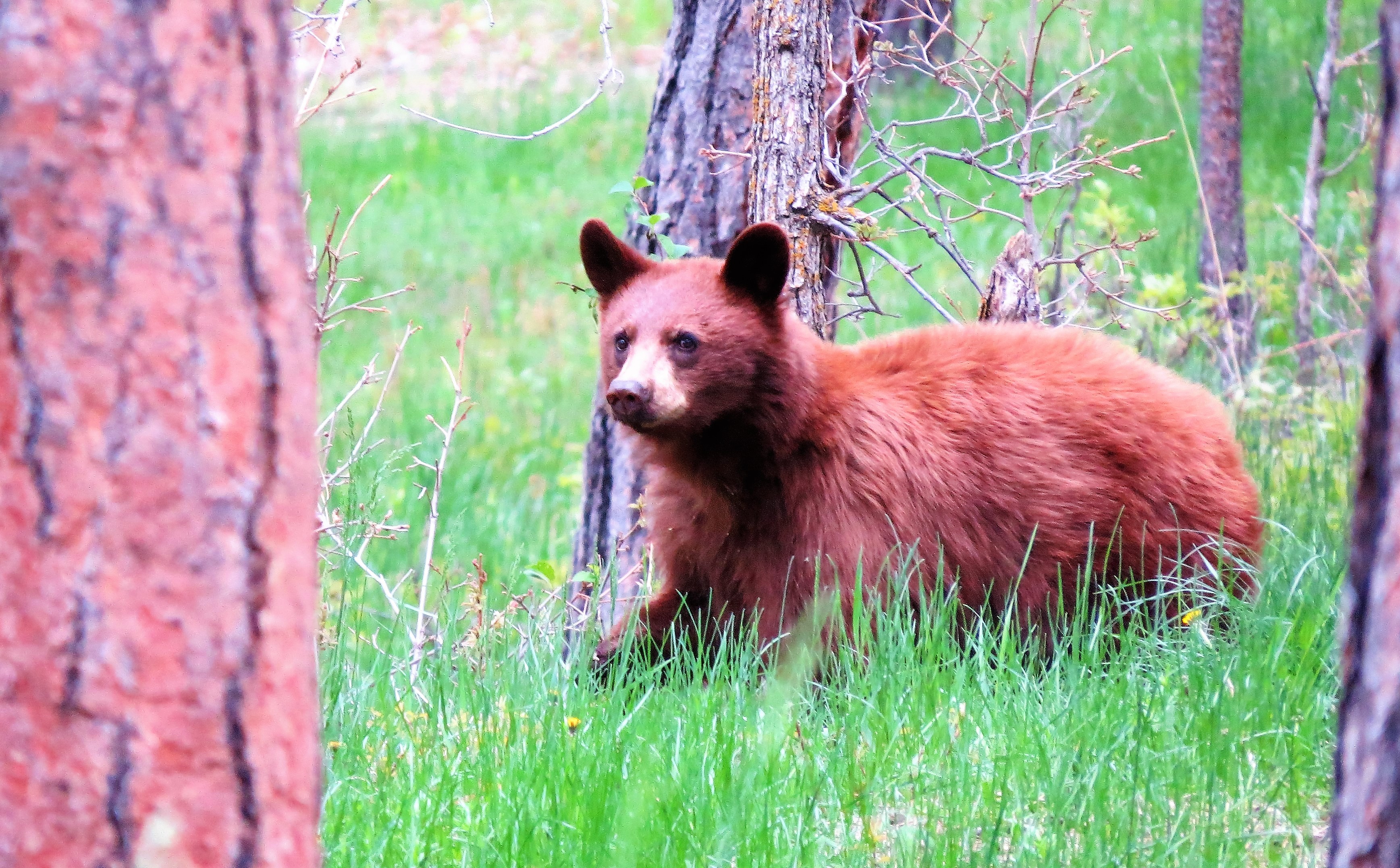 Bear in Open Space.